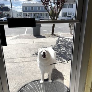 Meet your Posher, Koko